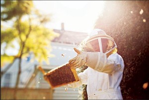 Looking at a frame of bees