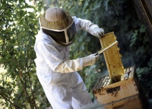 beekeeper