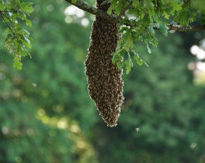 Bee_swarmjpg