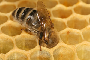 worker_honeycomb_2